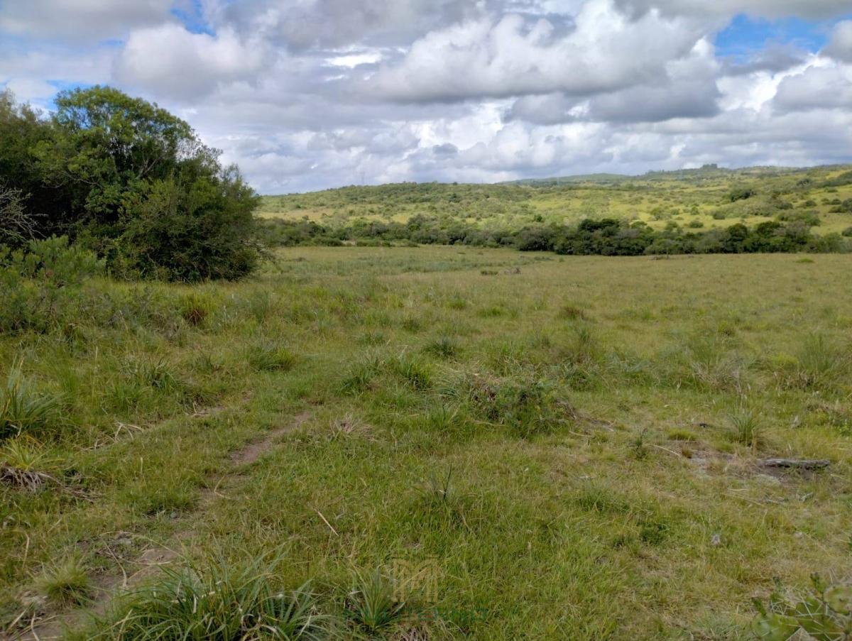 FAZENDA EM PINHEIRO MACHADO