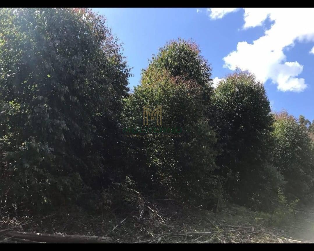 FLORESTA DE PINUS À VENDA